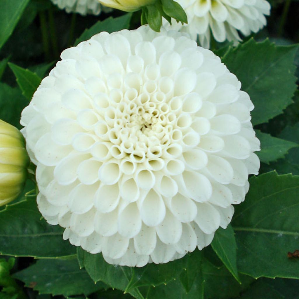 Dahlia balle Snow Cap