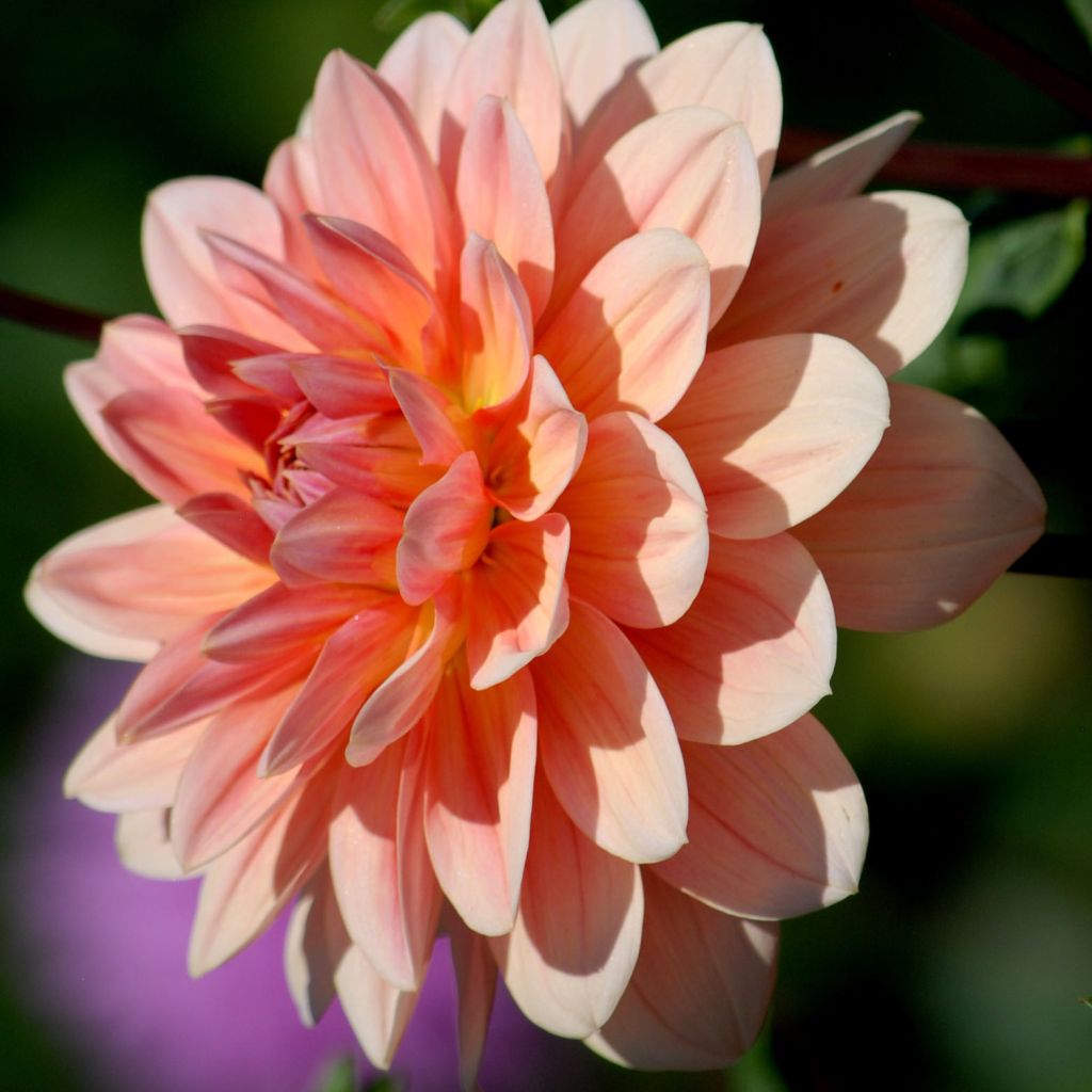 Dahlia camélia Yvonne