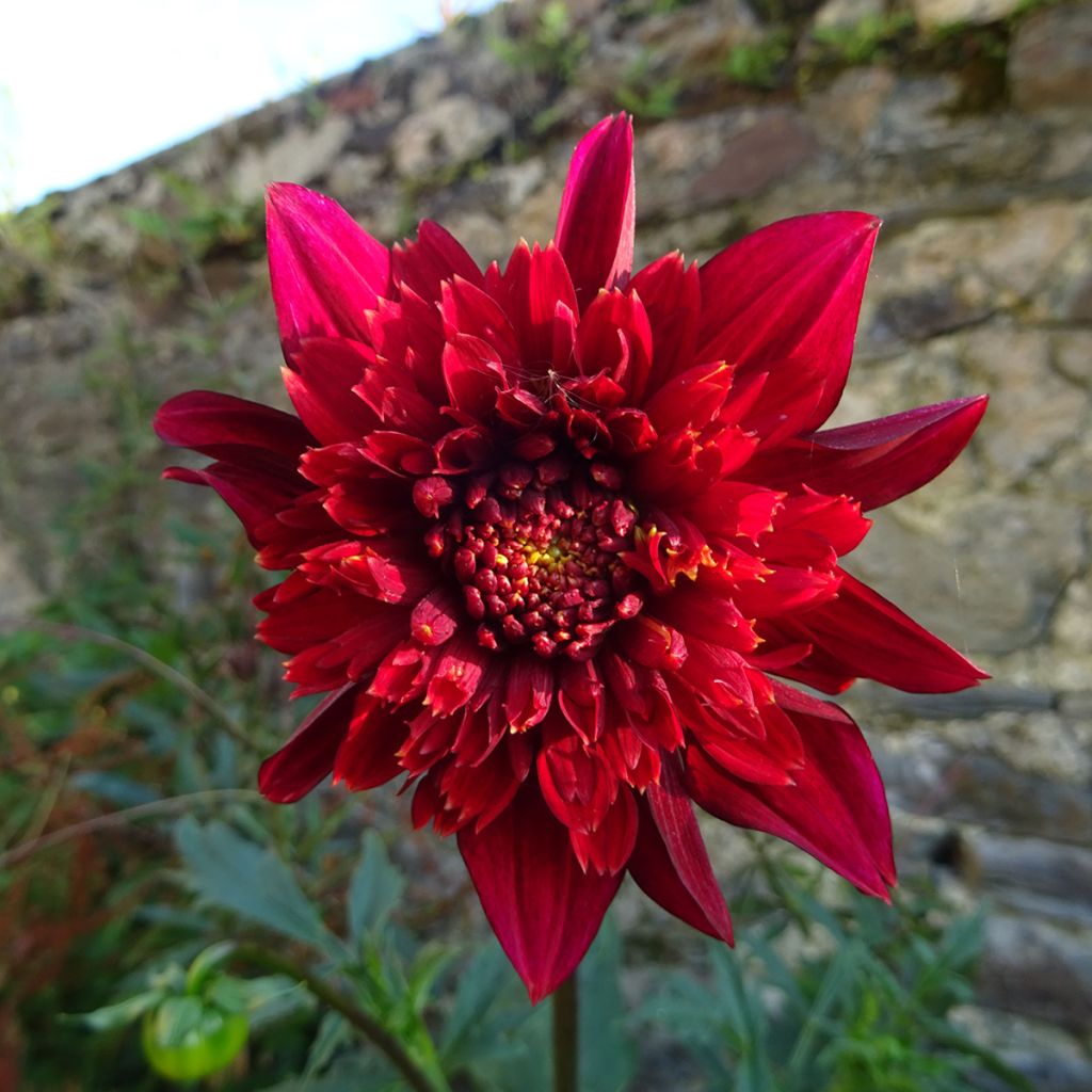 Anemonenblütige Dahlie Jive