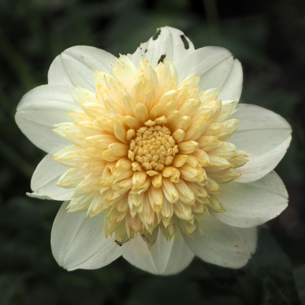 Anemonenblütige Dahlie Platinum Blonde