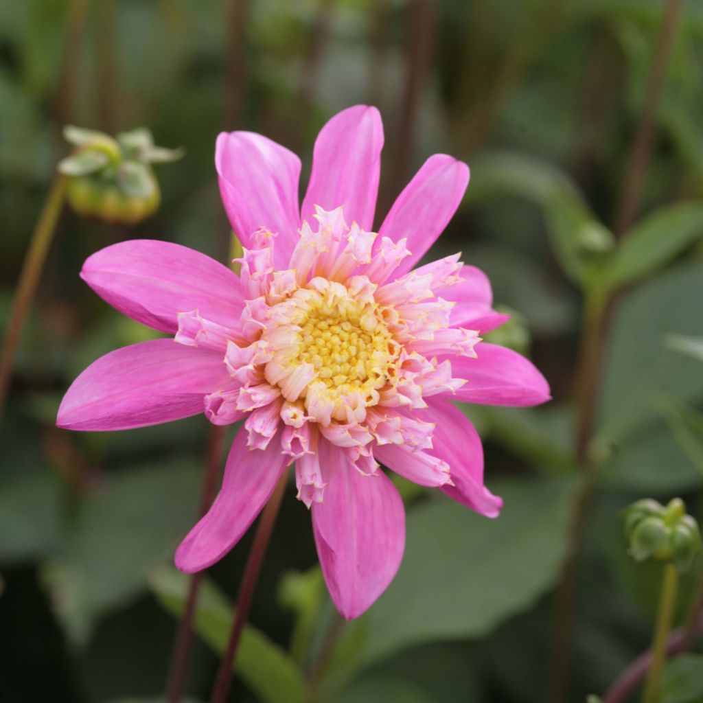 Anemonenblütige Dahlie Siemen Doorenbos