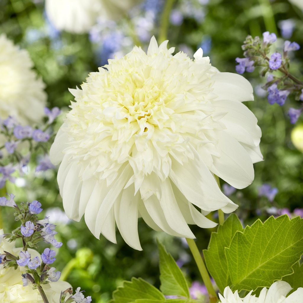 Anemonenblütige Dahlie Zahra