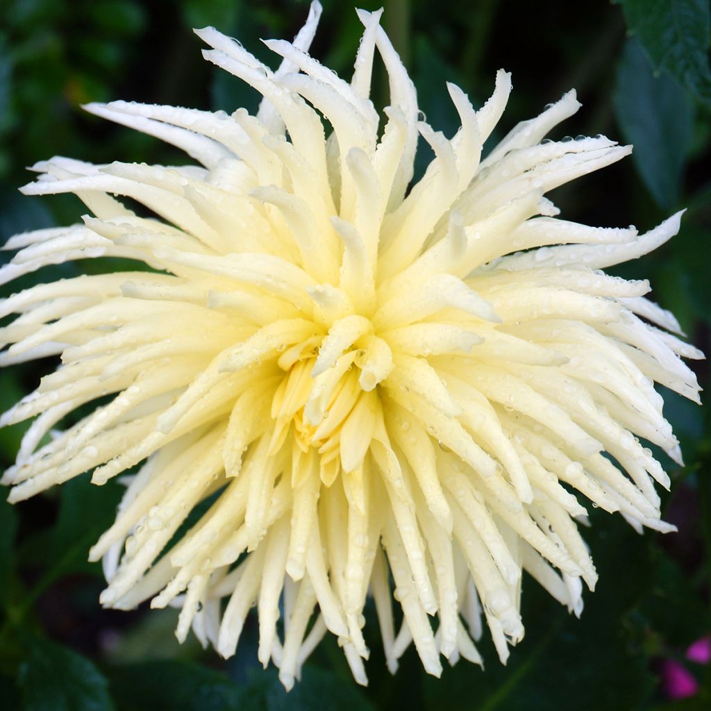 Dahlia cactus Gryson's Yellow Spider