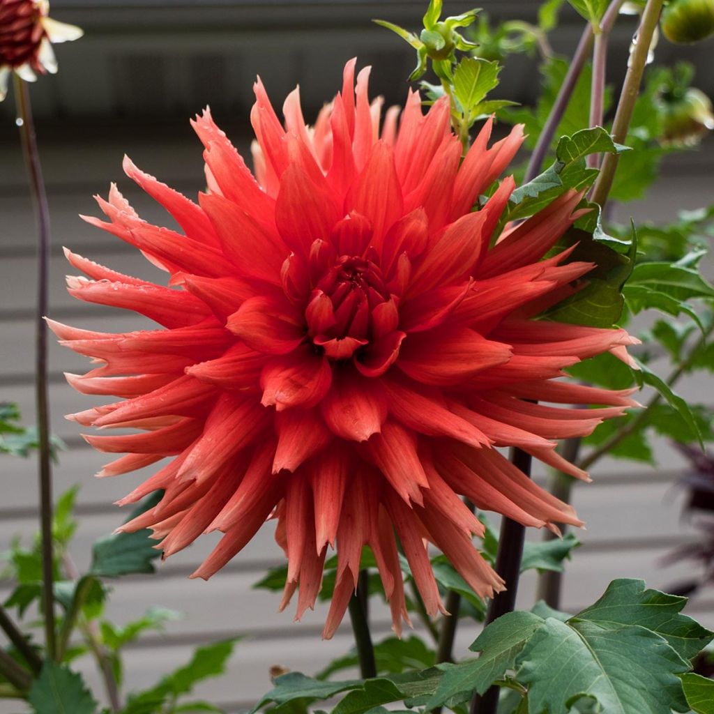 Dahlia cactus nain Park Idylle