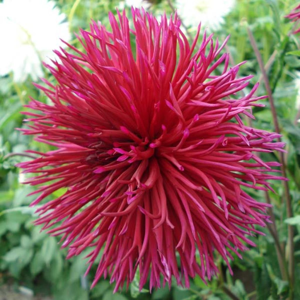 Dahlia cactus dentelle Urchin