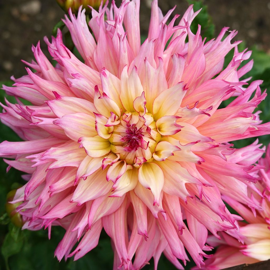 Dahlia cactus dentelle Nenekasi