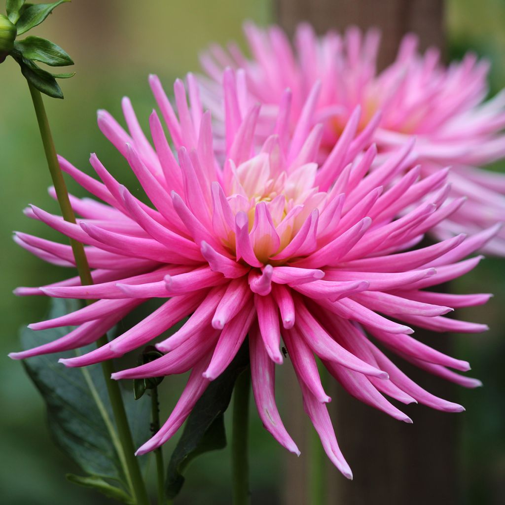 Dahlia cactus nain Park Princess