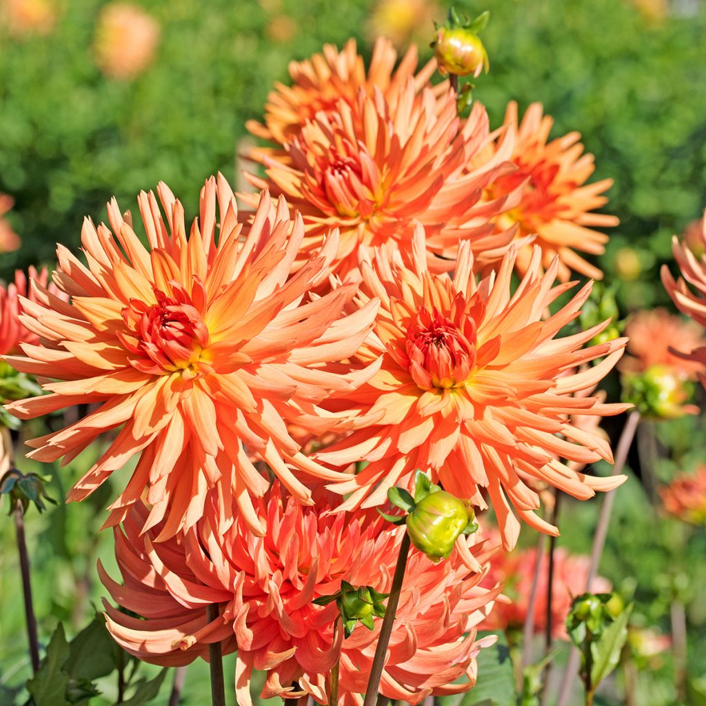 Dahlia cactus nain Park Record