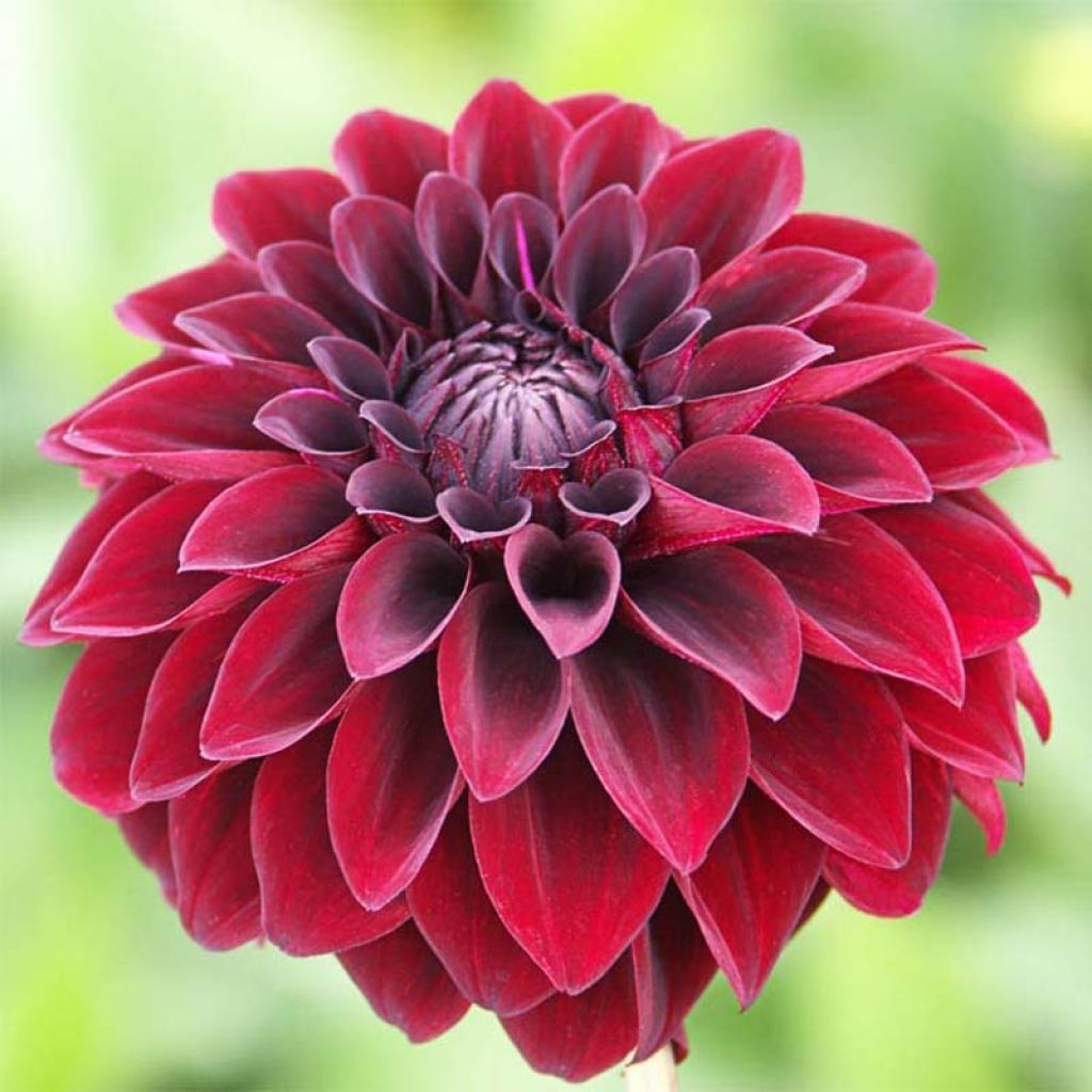 Dahlia décoratif Arabian Night