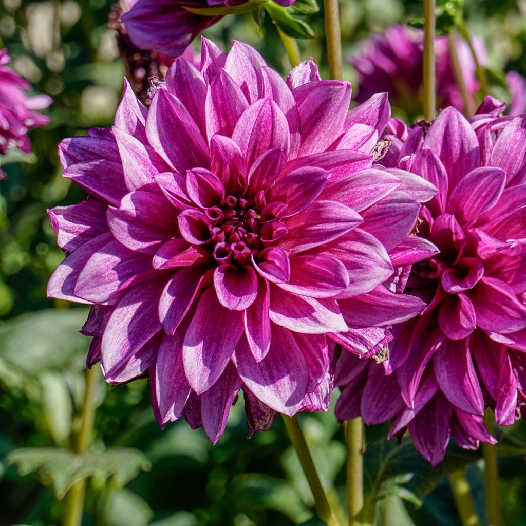 Dahlia décoratif Blue Bell