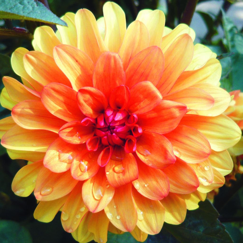 Dahlia décoratif David Howard