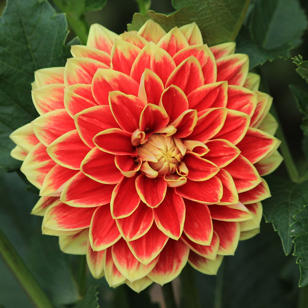 Dahlia décoratif Maxime