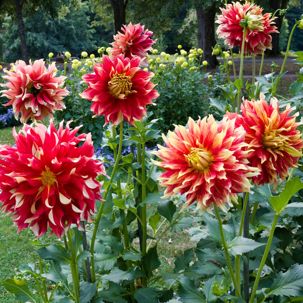 Riesenblütige Dahlie Bodacious