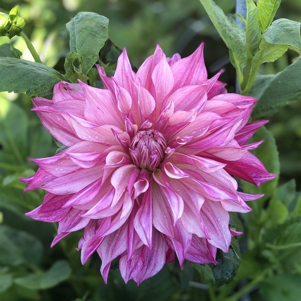 Riesenblütige Dahlie Café Au Lait Royal