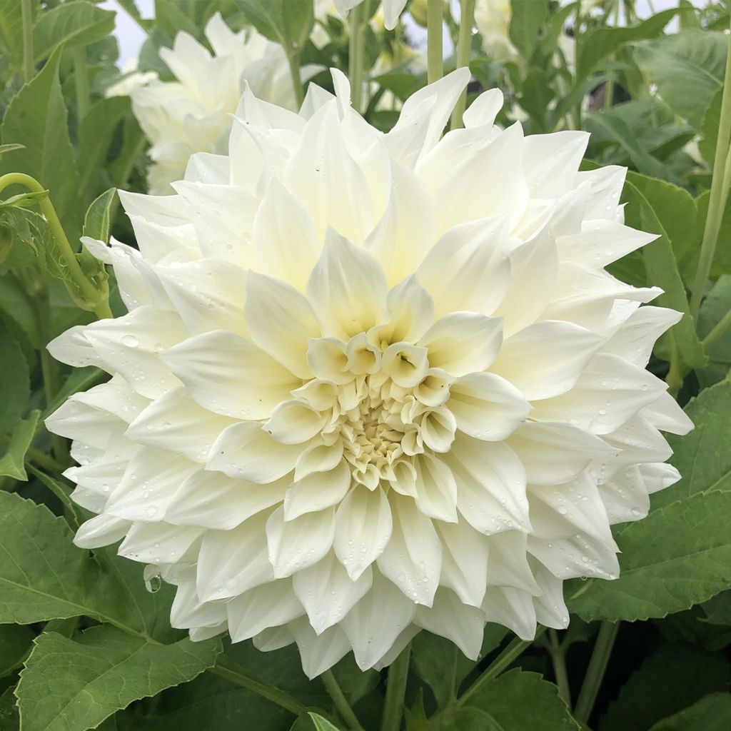 Riesenblütige Dahlie Café Au Lait Suprême