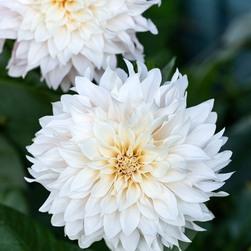 Riesenblütige Dahlie Café Au Lait Suprême