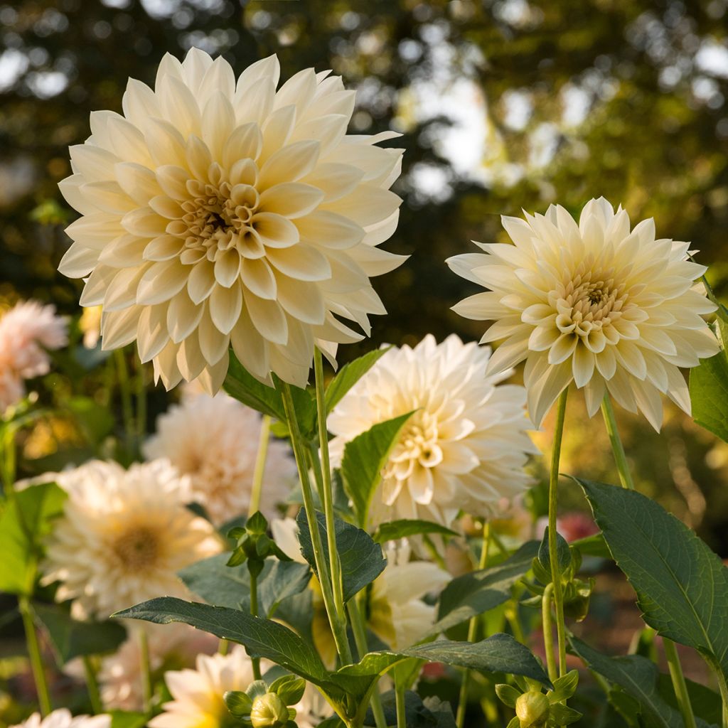 Riesenblütige Dahlie Café Au Lait Suprême