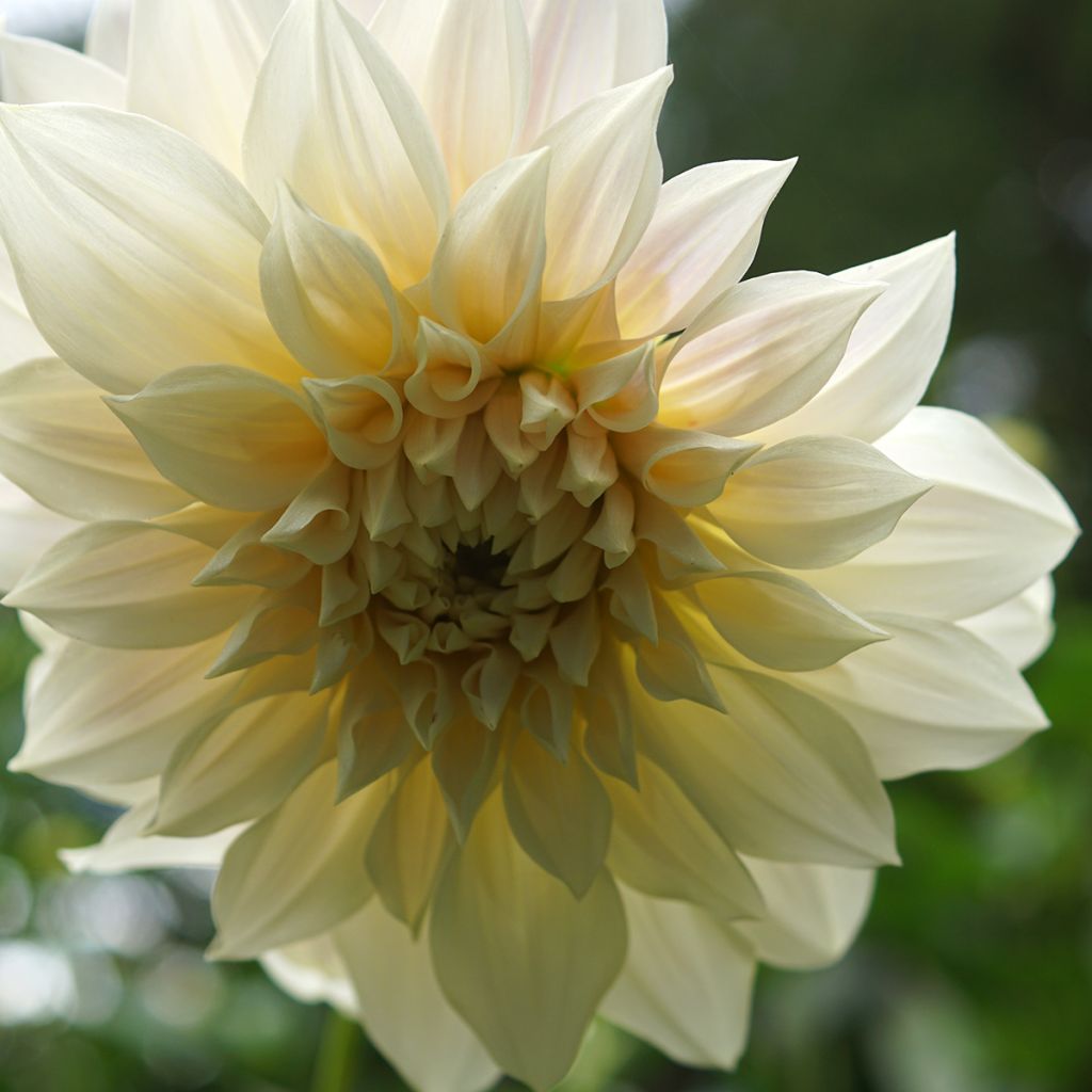 Riesenblütige Dahlie Café Au Lait Suprême