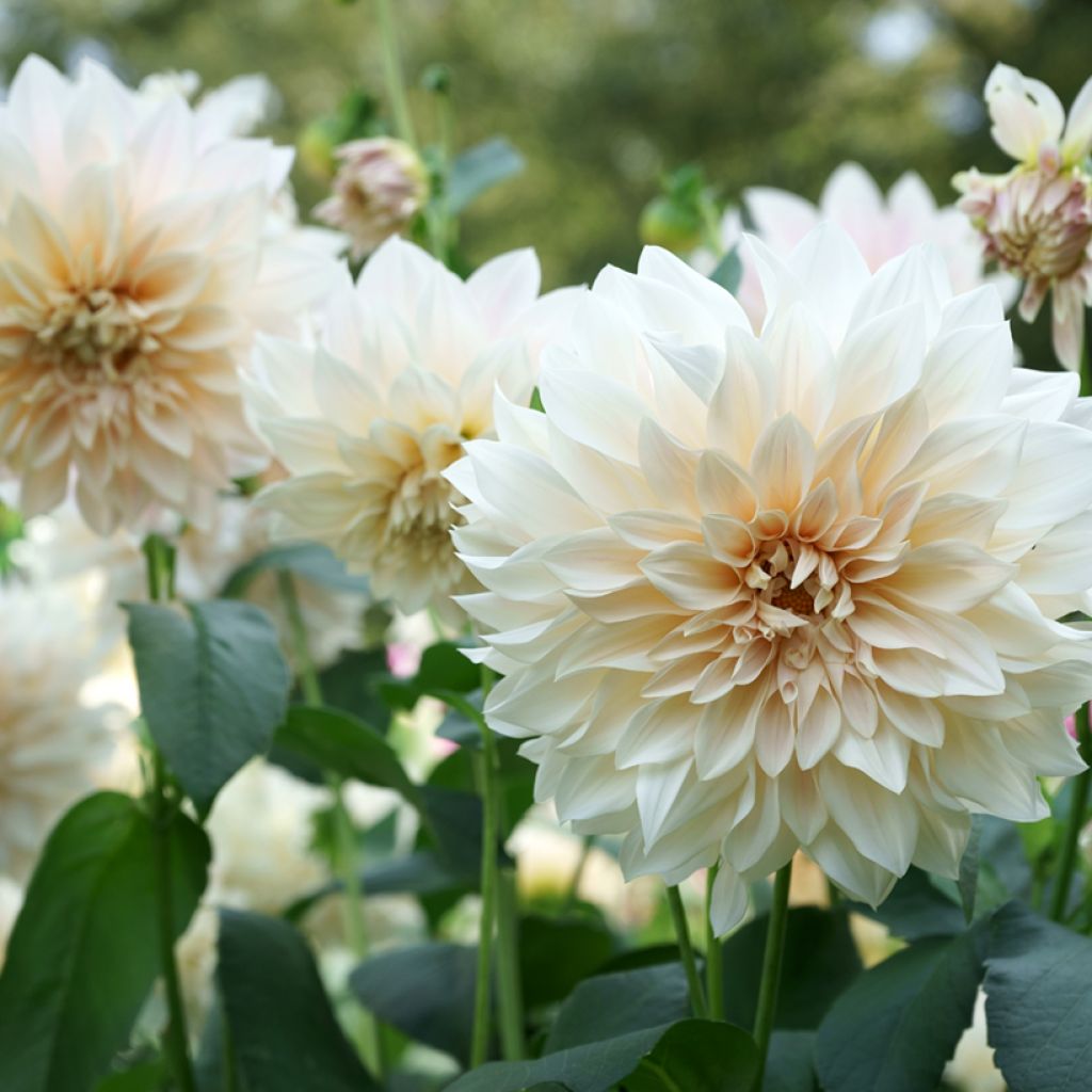 Riesenblütige Dahlie Café Au Lait