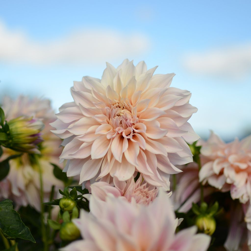 Riesenblütige Dahlie Café Au Lait