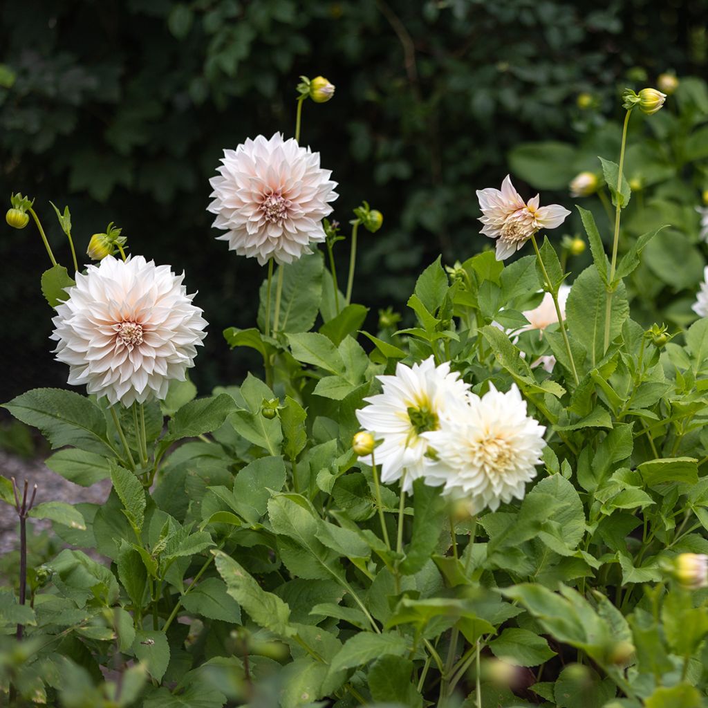 Riesenblütige Dahlie Café Au Lait