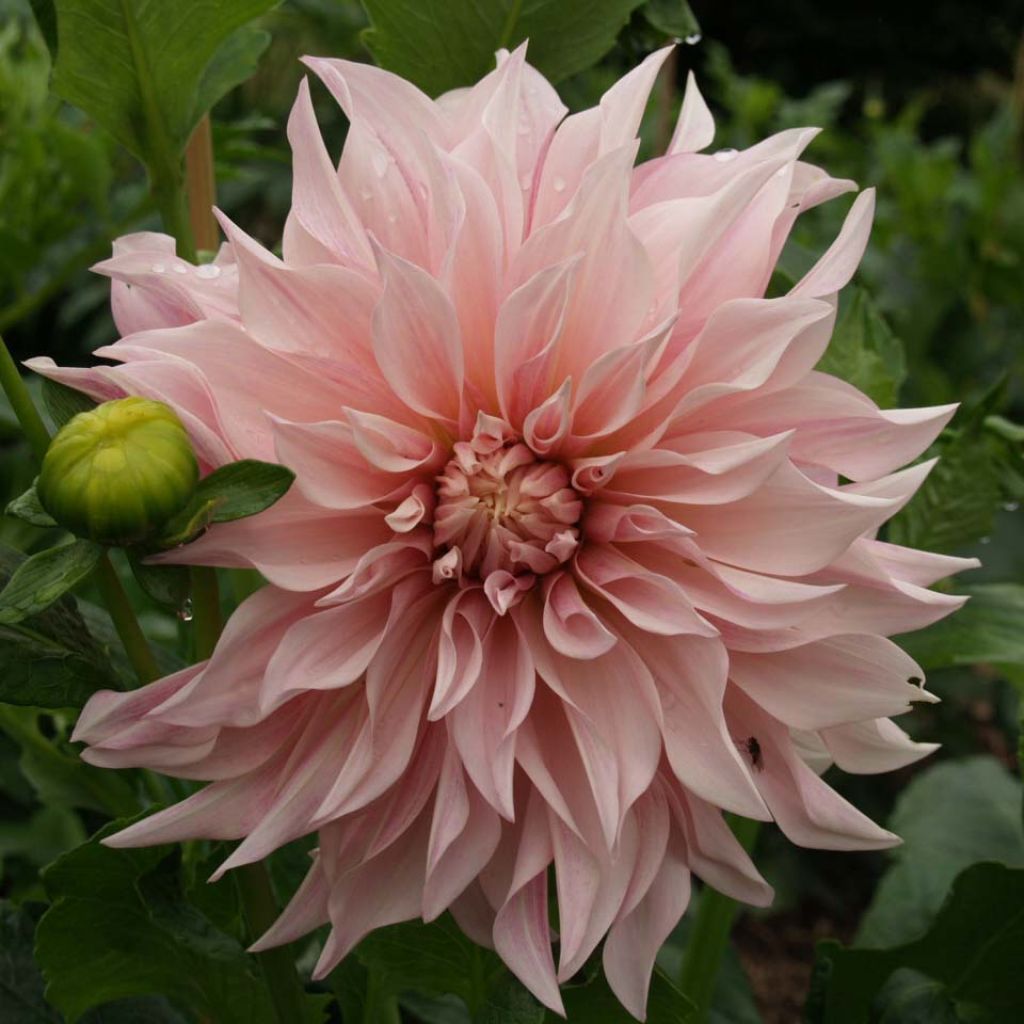 Riesenblütige Dahlie Café Au Lait rosé