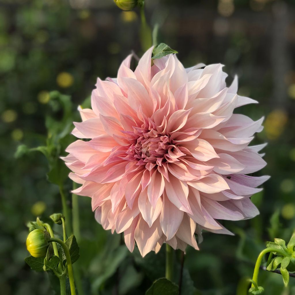 Riesenblütige Dahlie Café Au Lait rosé