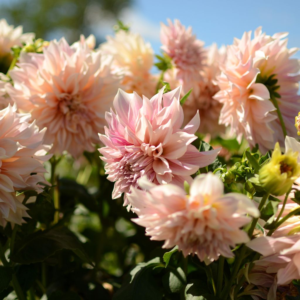 Riesenblütige Dahlie Café Au Lait rosé