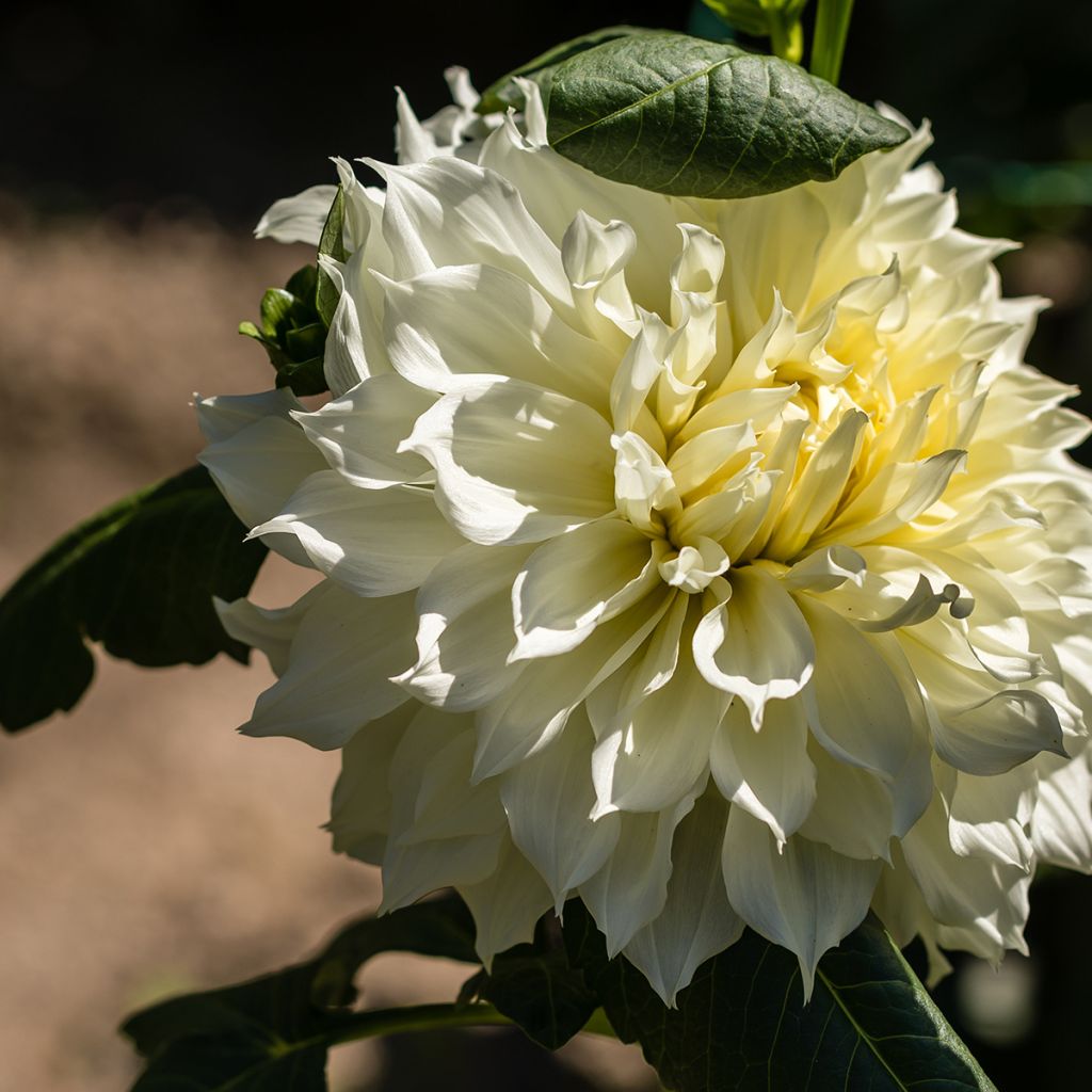 Riesenblütige Dahlie Fleurel