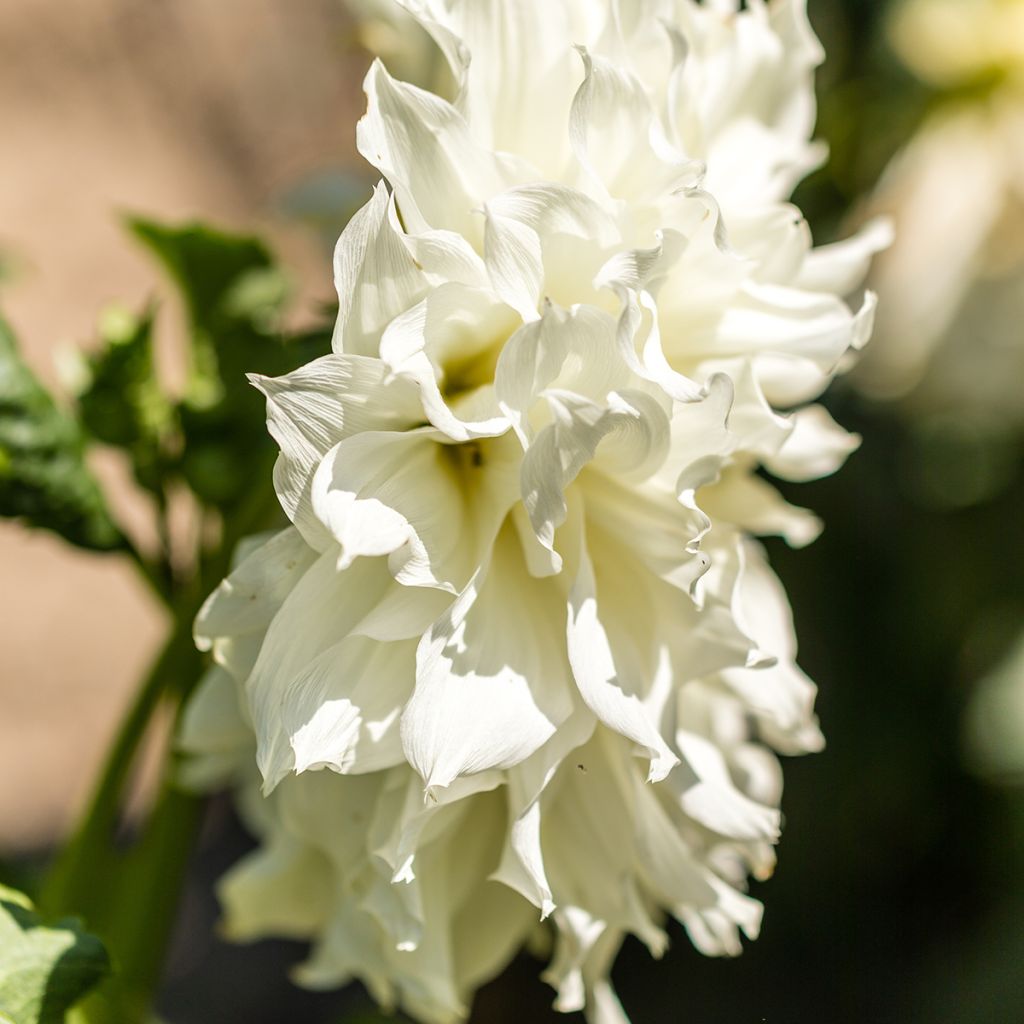 Riesenblütige Dahlie Fleurel