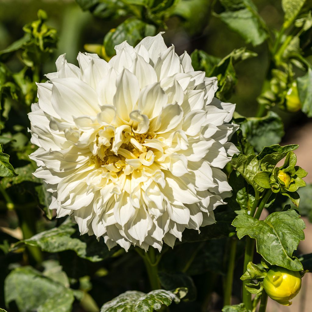 Riesenblütige Dahlie Fleurel