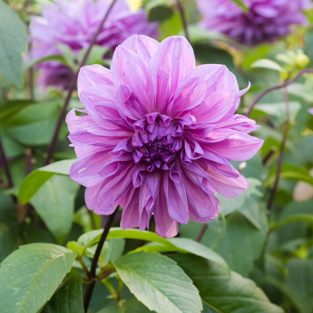 Riesenblütige Dahlie Lilac Time