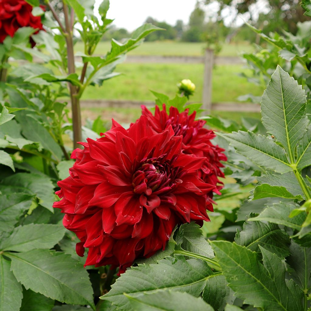 Riesenblütige Dahlie Mingus Alex