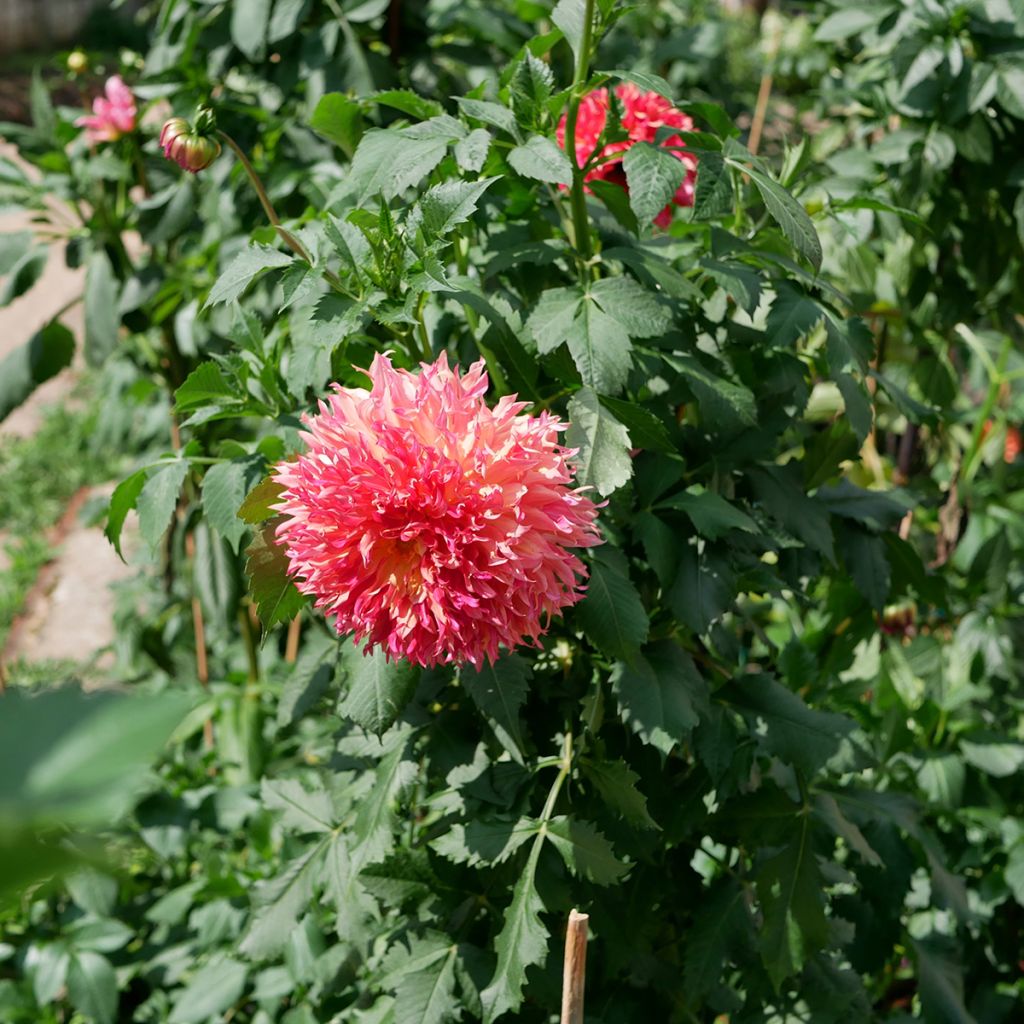 Riesenblütige Dahlie Myrtle's Folly