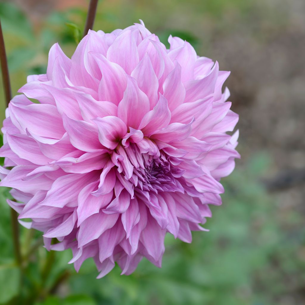 Riesenblütige Dahlie Vassio Meggos