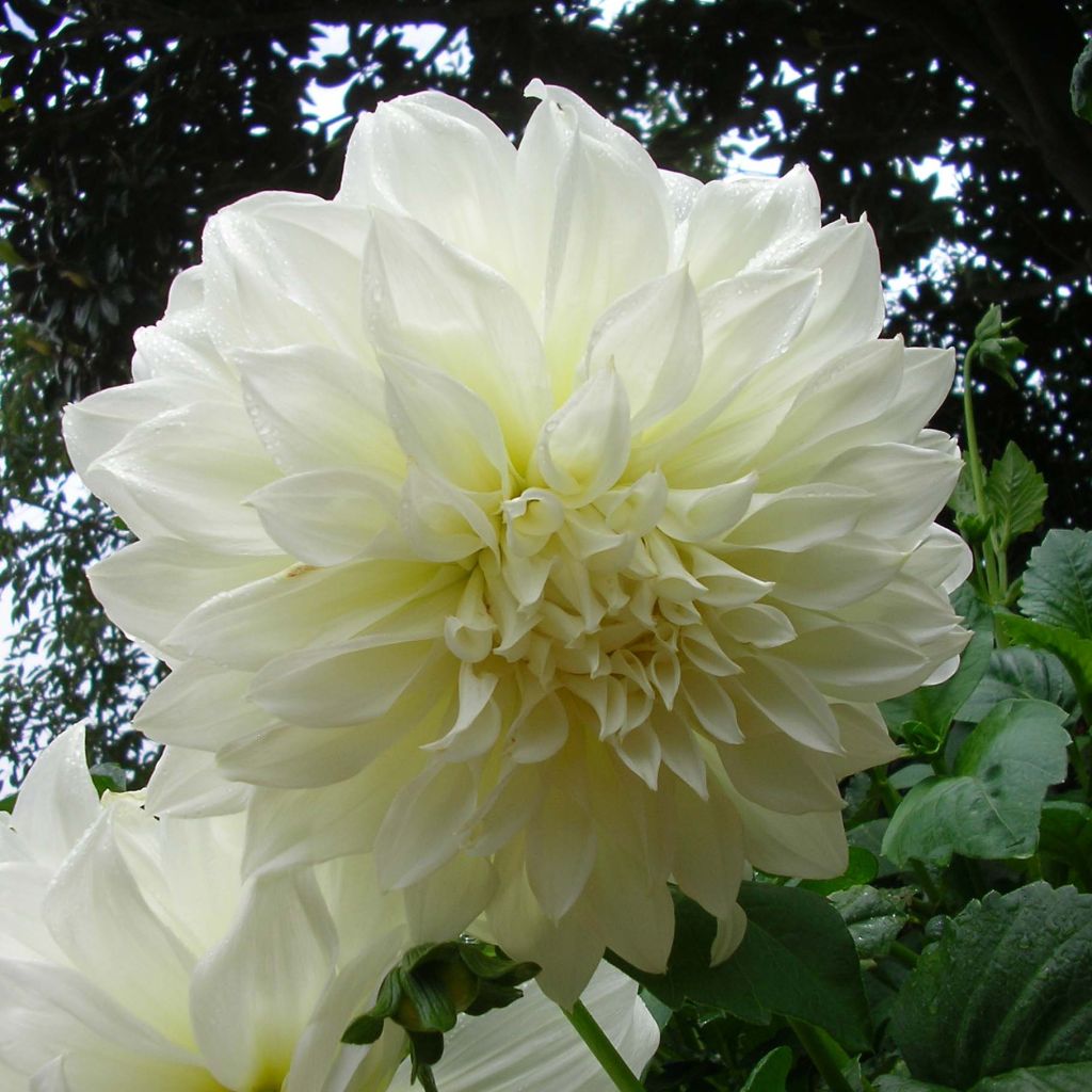 Riesenblütige Dahlie Fleurel