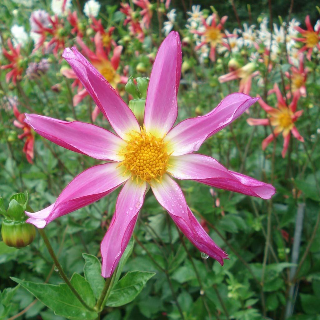 Dahlia Honka Pink 