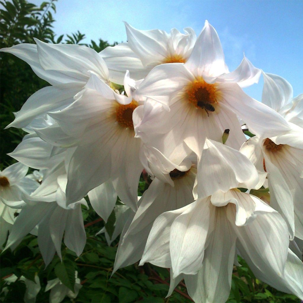 Dahlia imperialis White - Baumdahlie