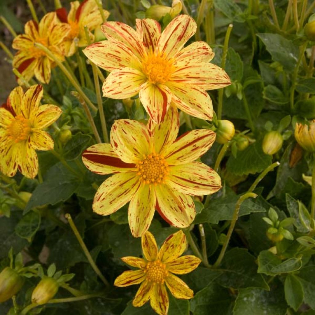 Dahlia Lucky Stripe