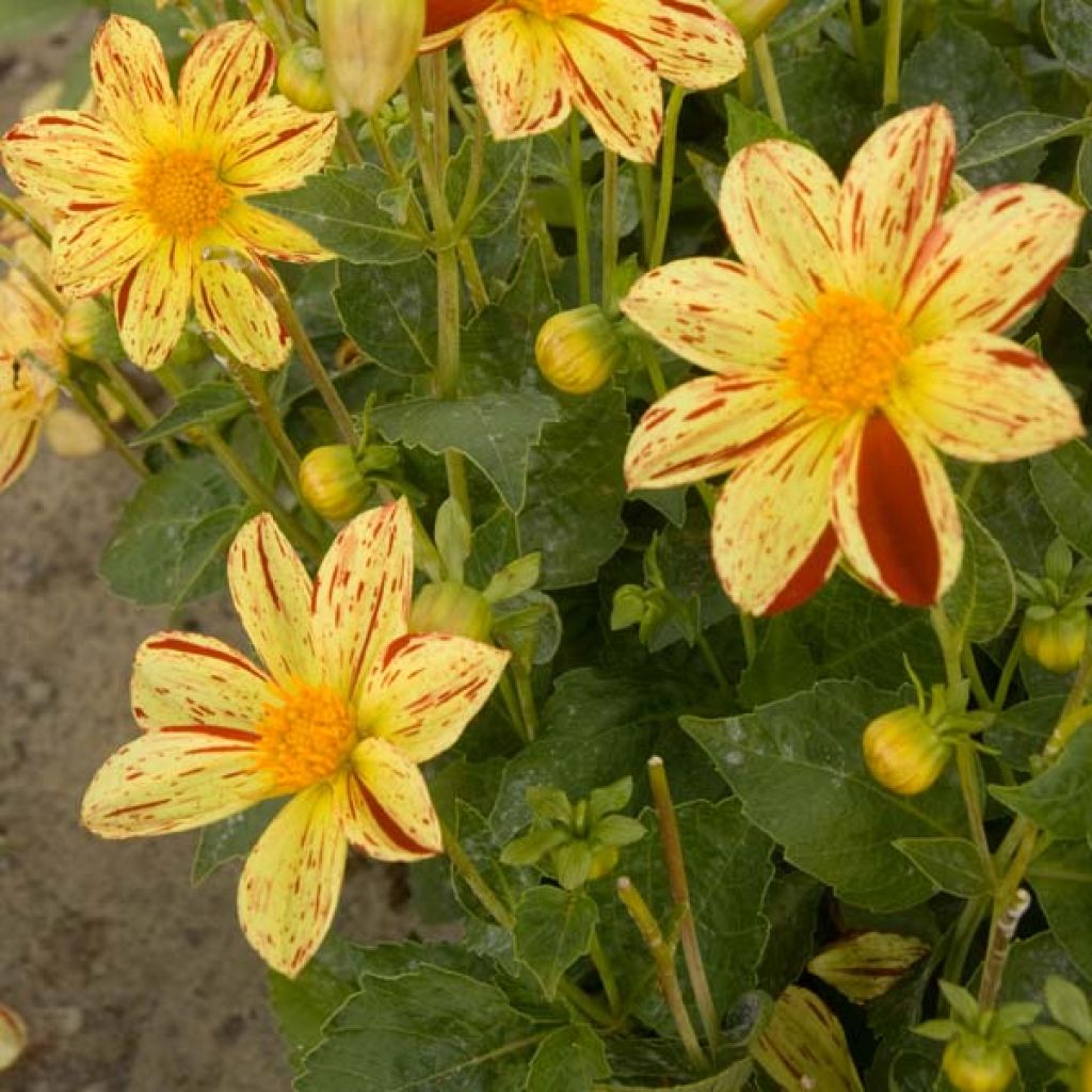 Dahlia Lucky Stripe