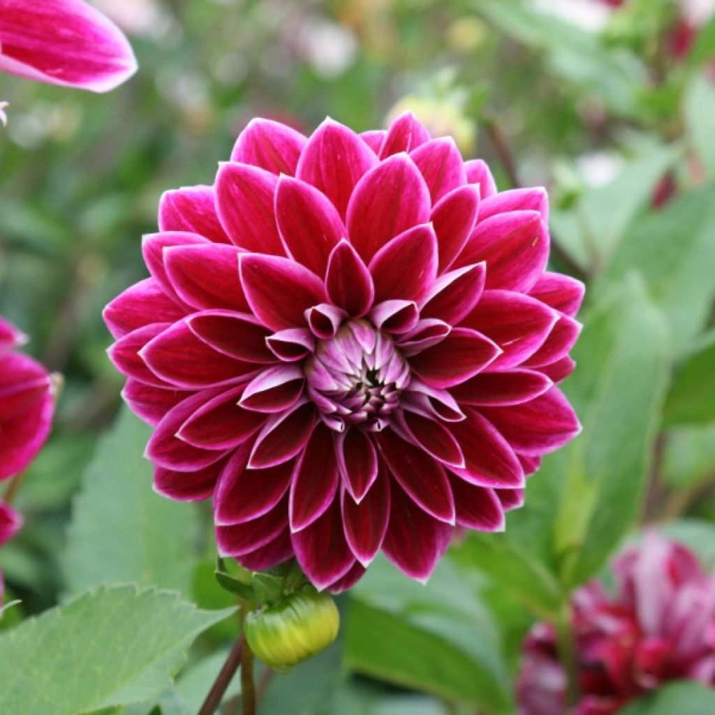 Dahlia Décoratif Purple Pearl