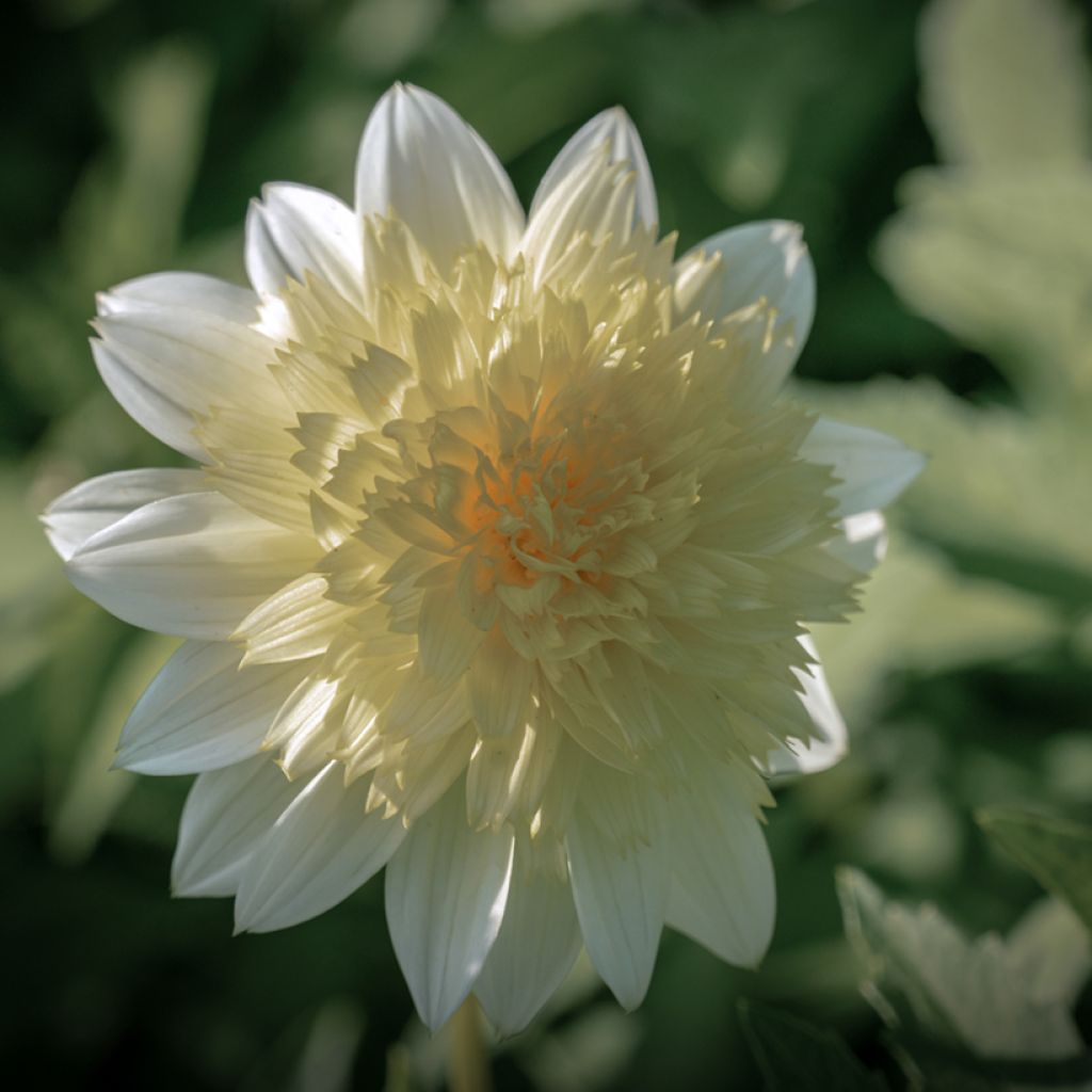 Anemonenblütige Dahlie Zahra