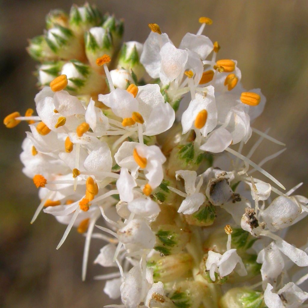 Dalea candida - White Prairie Clover (Trèfle blanc des prairies)