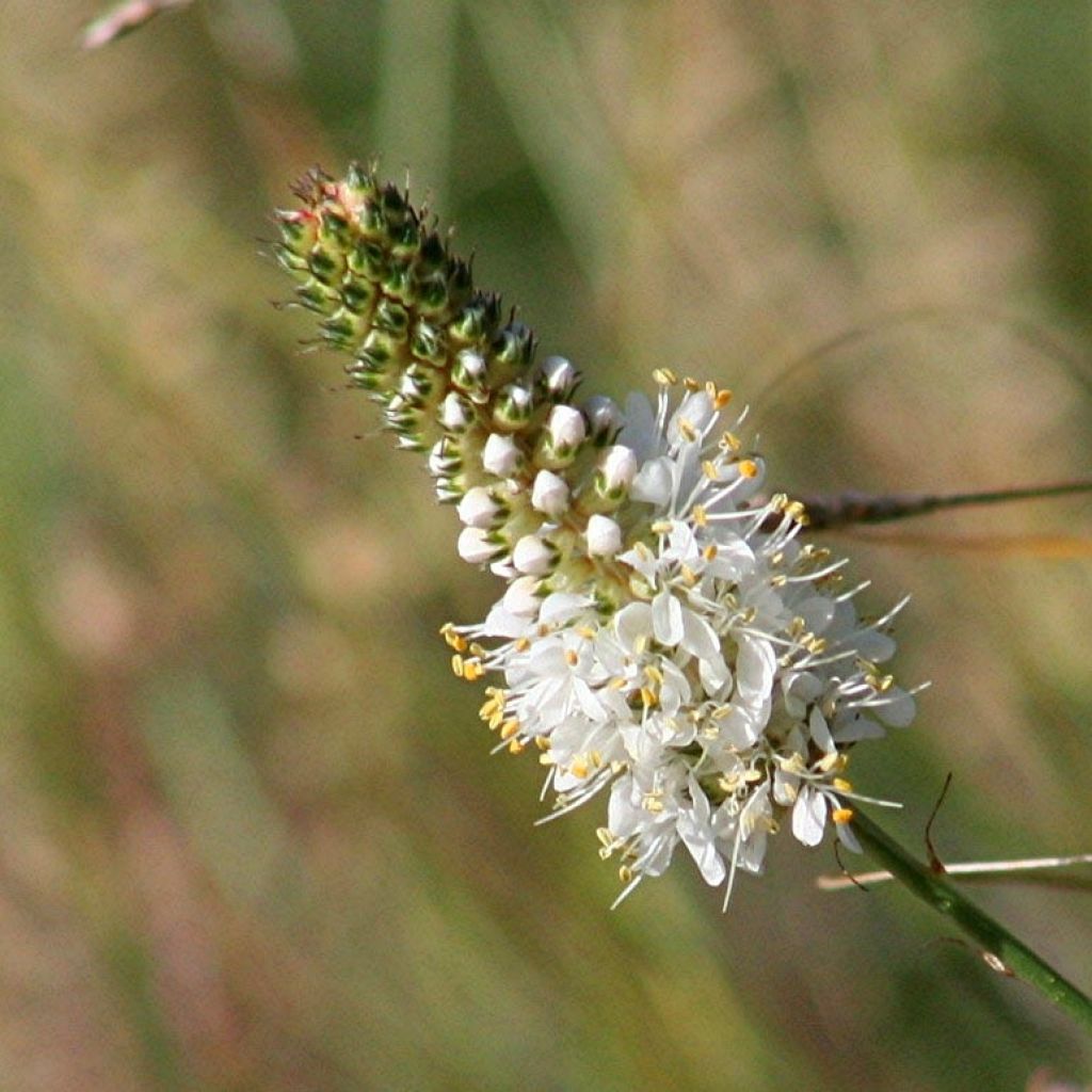 Dalea candida - Weißer Prärieklee