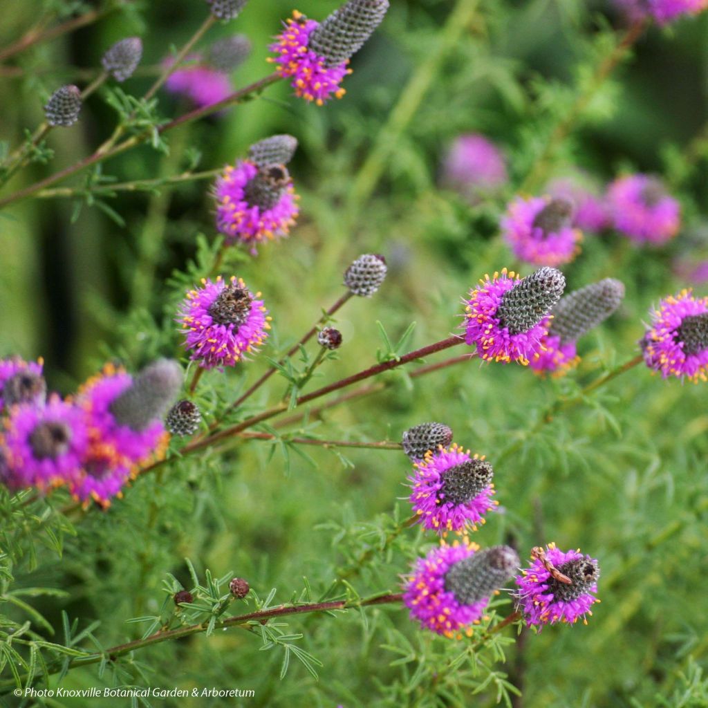 Dalea purpurea Stephanie - Roter Prärieklee