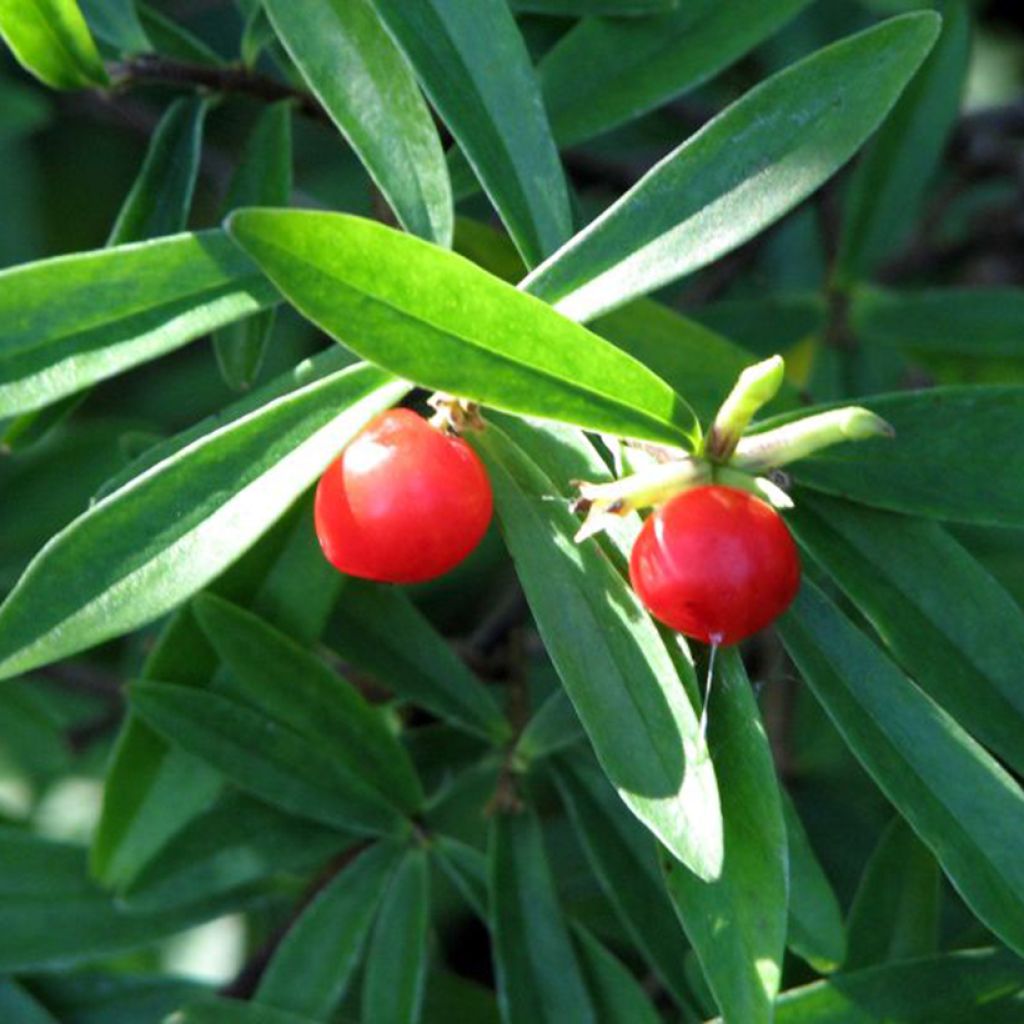 Danae racemosa - Alexandrinischer Lorbeer