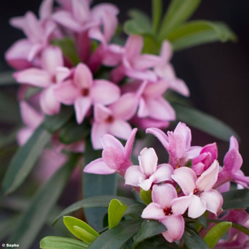 Daphne x transatlantica Pink Fragrance®