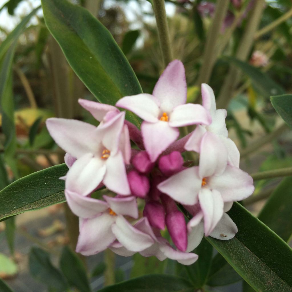 Daphne Spring Beauty