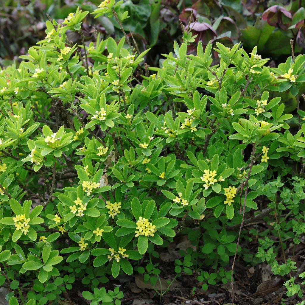 Daphne gemmata Royal Crown - Seidelbast