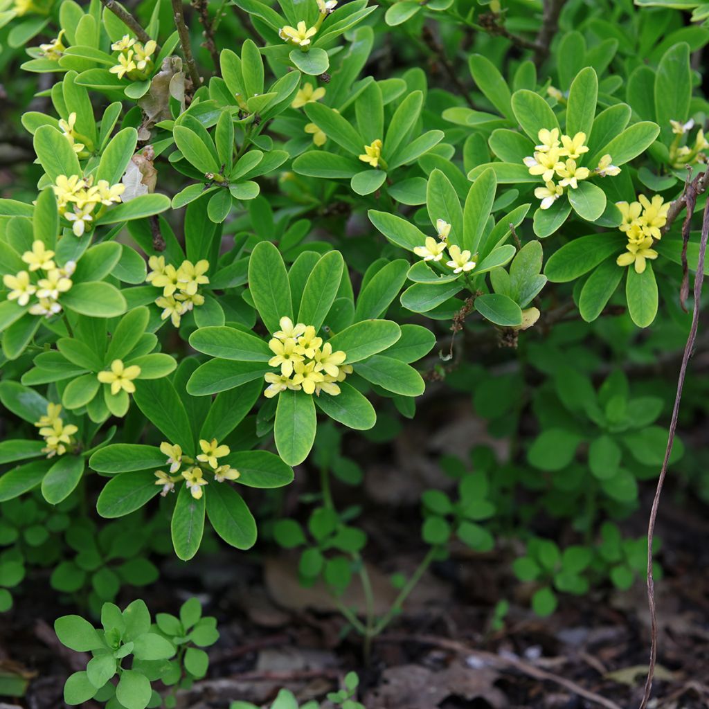 Daphne gemmata Royal Crown - Seidelbast